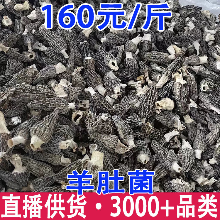 羊肚菌 批发云南羊肚菌干货批发 产地货源 一件代发