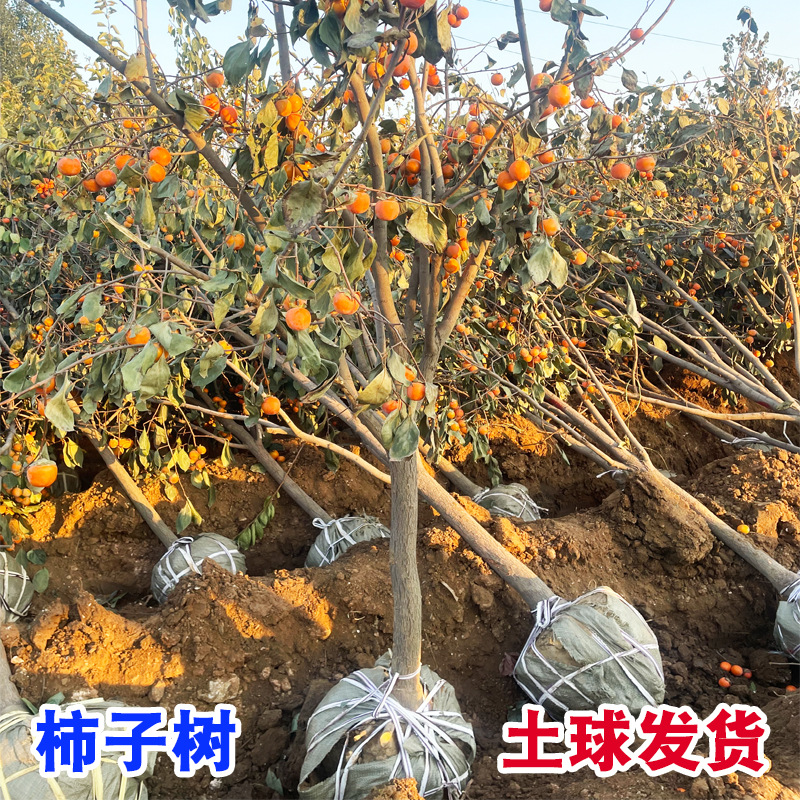 一件代发特大柿子树带土老桩古柿富平牛心脆甜柿子苗树南北方种植