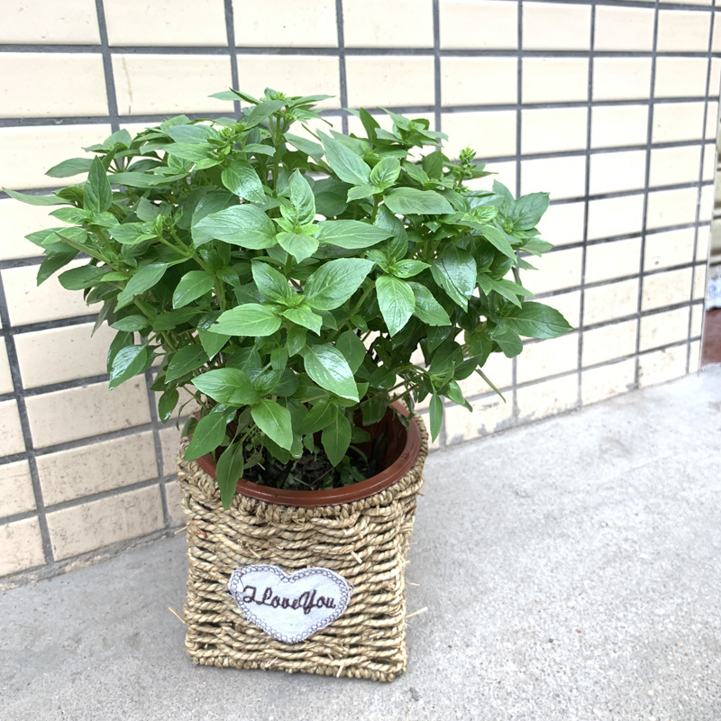 罗勒九层塔金不换盆栽薄荷迷迭香紫苏七彩辣椒朝天椒食用香草植物