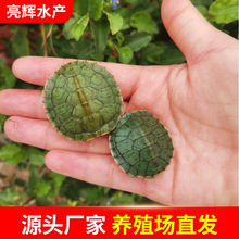 情侣乌龟活物红耳巴西龟活体宠物龟长寿观赏龟绿色小彩龟水龟活物