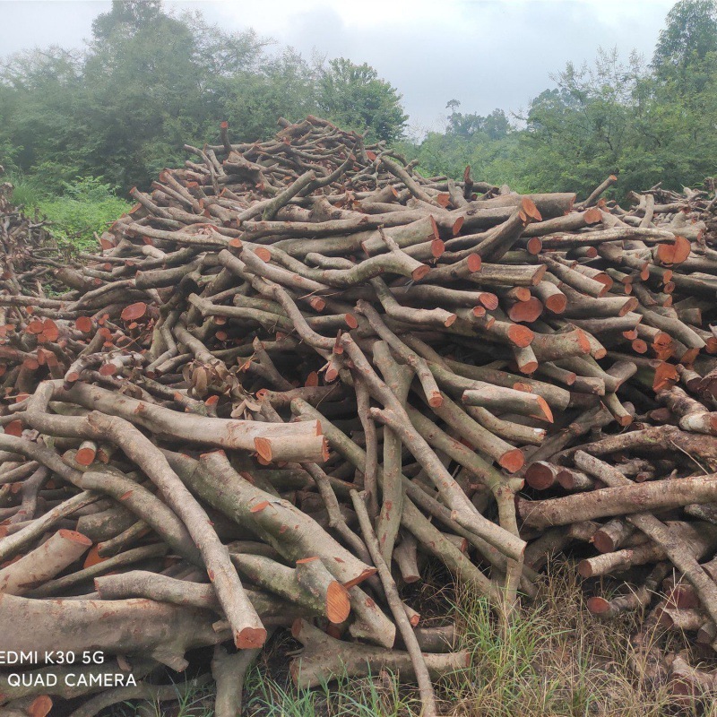 广西荔枝木柴晒干柴火原木材100斤篝火晚会壁炉取暖烤鸭果木包邮