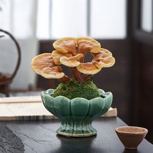 灵芝盆栽苔藓球水培植物室内桌面茶室办公室小盆景创意摆件好养花