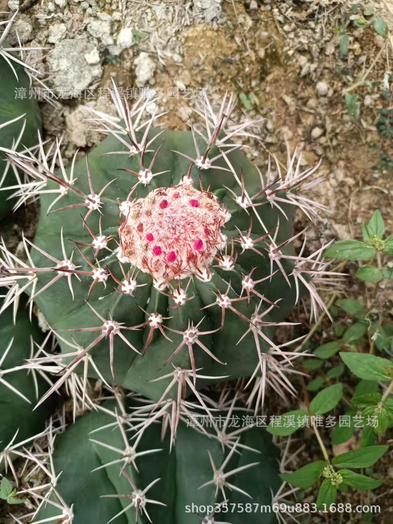 实生层云仙人球 开云起云层仙人球 云座球属强刺属仙人掌多肉植物