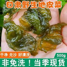 甘肃野生地皮菜干货非免洗地软儿地达菜地衣新鲜雷公菌地跨境代发