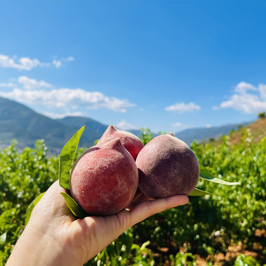 【顺丰快递】攀枝花火焰蜜桃/黑美人桃子5斤 新鲜水果 黑桃 胭脂