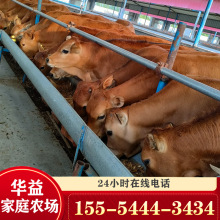 养殖场自养改良鲁西黄牛肉牛犊杂交肉牛苗活牛小黄牛苗送货到家