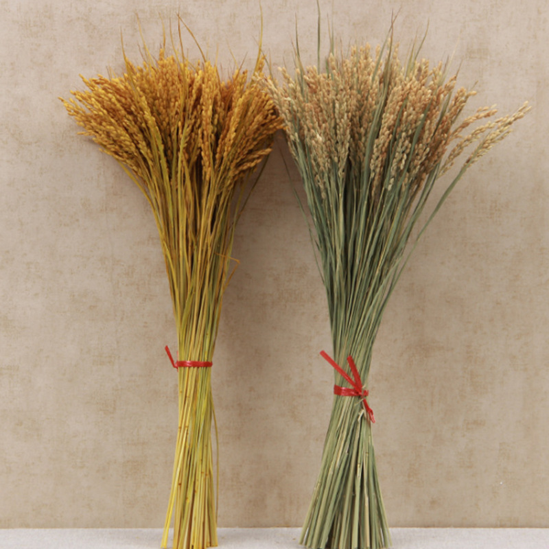 天然稻穗 干花批发拍摄道具稻穗干花 装饰麦穗干花花束 干稻穗