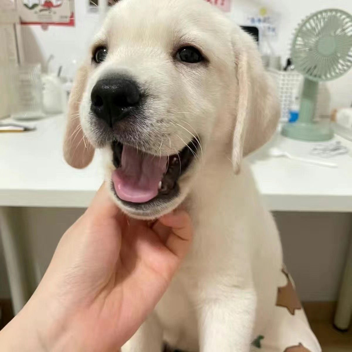 纯种拉布拉多幼犬奶白色黑色拉布拉多导盲犬神犬小七活体宠物狗狗