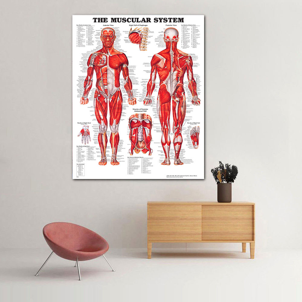 人体解剖学肌肉系统人体艺术海报帆布画家居挂画高清喷绘画芯