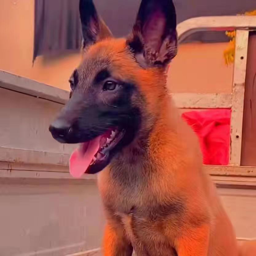 马犬幼犬纯种双血统爆红枣红色幼崽小狗警犬放牧看护科目犬小马犬