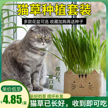 Pottery flower pots natural barley seeds cat grass cat