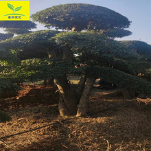 春熙供应3米4米5米造型对节白蜡盆景 园艺园林乔木 工程绿化用树