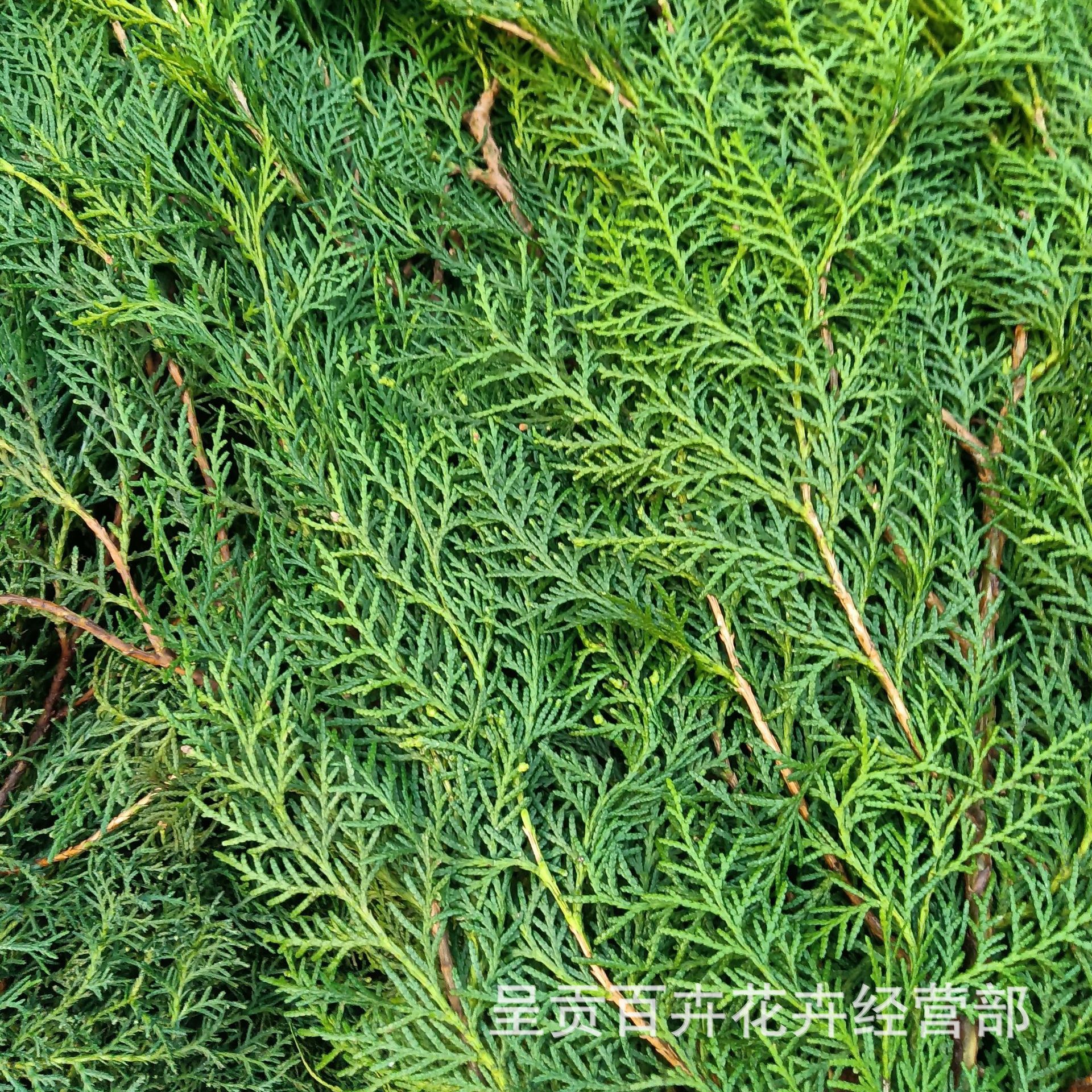 新鲜柏树枝批发 云南基地鲜切花卉直发 松树枝圣诞树花卉材料批发