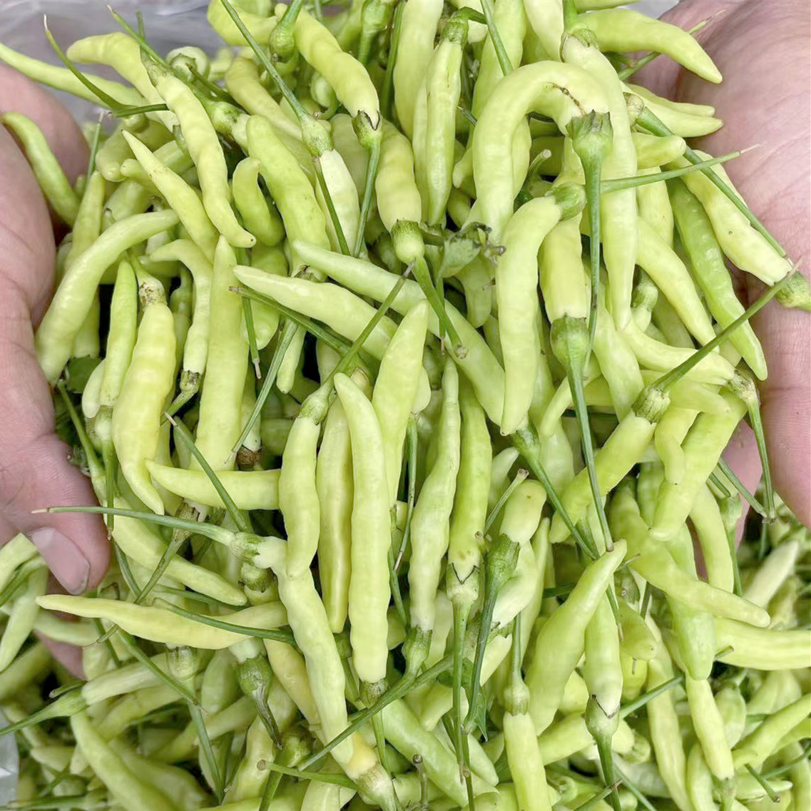 云南新鲜野山椒小米辣泡椒特辣朝天椒临沧孟定农家种植现摘小米椒