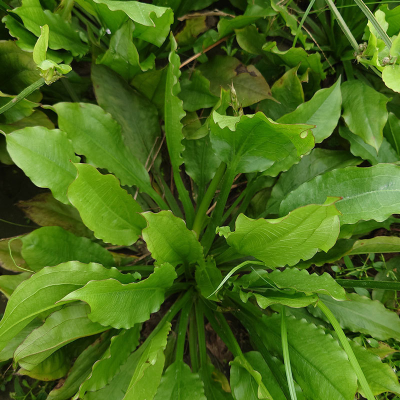 花剑皇冠乌拉圭花剑青旦红旦紫爵皇冠水草活体批发鱼缸水族箱造景