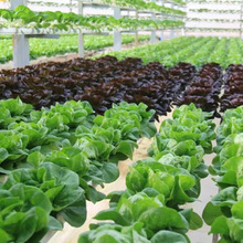 无土栽培蔬菜设备家庭管道水培机阳台多层种菜神器草莓种植水耕架