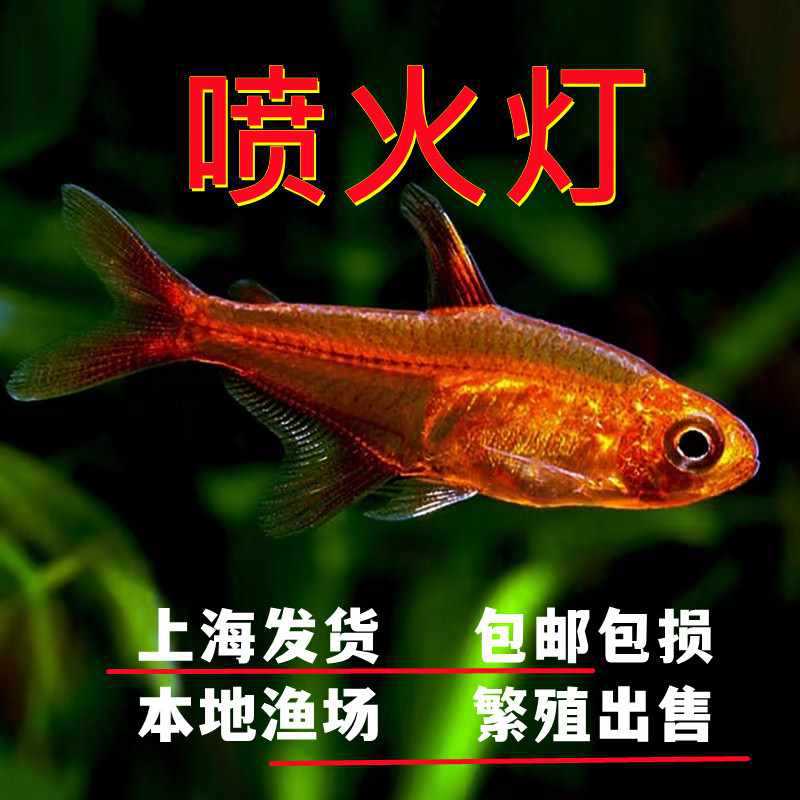 喷火灯小型鱼热带鱼淡水灯鱼火焰灯鱼草缸鱼群游宠物活体包邮包活
