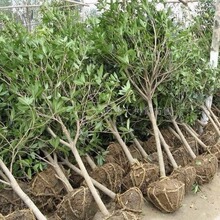 桂花树苗四季常青盆栽植物室内四季桂开花不断月月桂芳香包邮