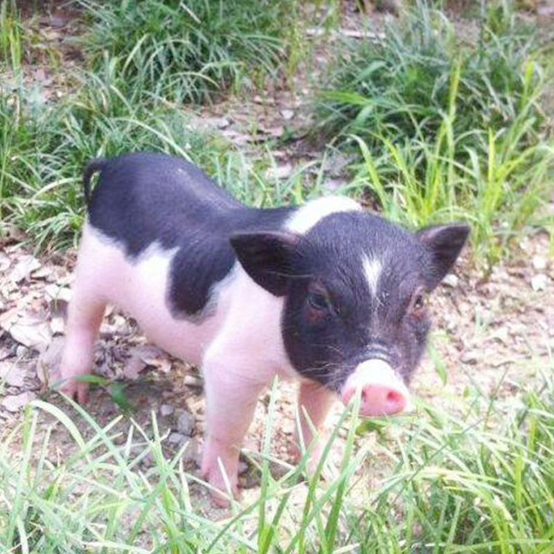 出售巴马香猪小香猪体重价格陆川猪,藏香猪,泰国小香猪现货供应