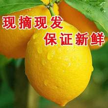 安岳黄柠檬10斤新鲜鲜果薄皮批发产地直销奶茶店榨汁泡鸡爪包邮