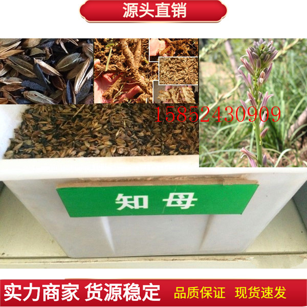纯正中草药材种子 知母种子 地参种子 优质林木种子出芽率高