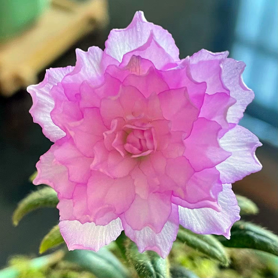 日本皋月杜鹃岸牡丹紫色重瓣花卉稀有品种重瓣带香味盆栽新品室内