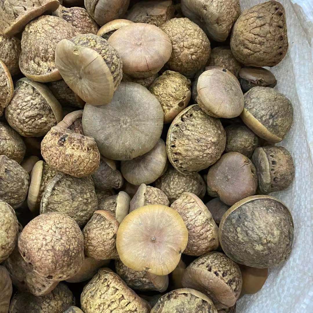 2021新货风流果 厚鳞柯 龟头果 益肾子龟头子阳果男性泡酒料500克