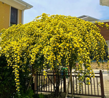 一件代发红木香花苗爬藤植物四季开花耐寒好养浓香黄木香庭院蔷薇