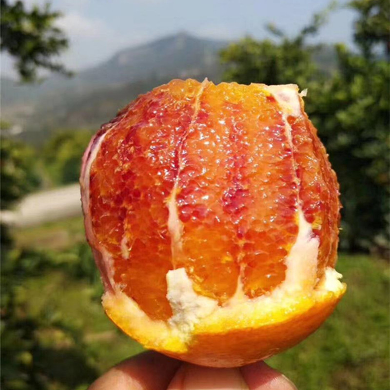 【万州玫瑰血橙】当季鲜橙 自带玫瑰香味9斤整箱新鲜水果一件代发