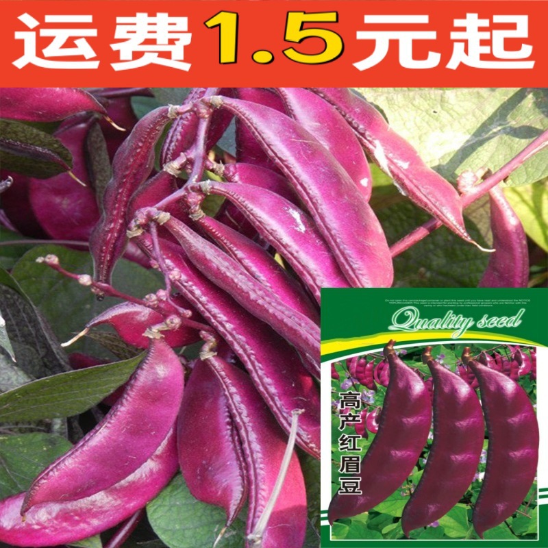 红遍天扁豆种子摘不败紫红眉豆角种籽农家南方四季蔬菜紫眉豆种籽