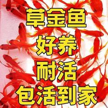 观赏鱼草金鱼苗养不死金鱼小鱼活鱼小宠物好养耐活养不死的小金鱼