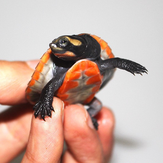 圆澳龟苗 乌龟深水混养龟蛋龟圆奥成体红腹宠物龟鱼