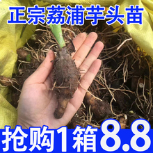 广西正宗桂林荔浦香芋种植苗大芋头槟榔芋粉糯香种子籽