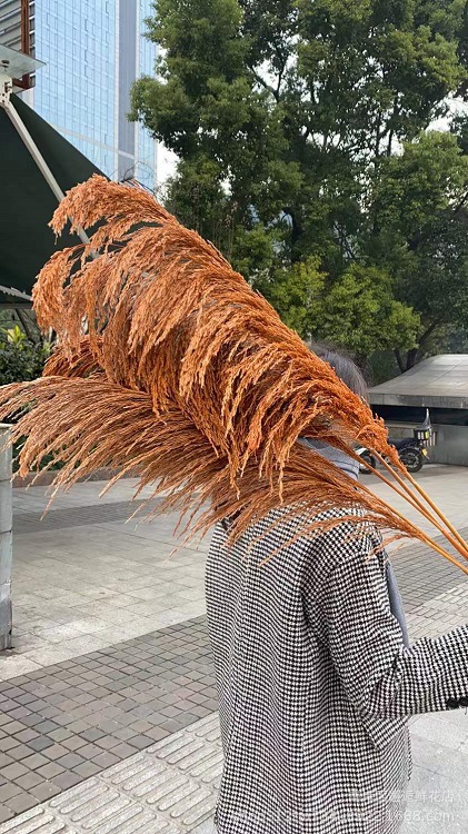 干花芦苇染色彩色芦苇铁杆芦苇婚庆花材婚礼布置软装花艺橱窗布置