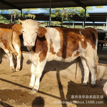 肉牛崽 鲁西黄牛肉牛犊西门塔尔牛 鲁西黄牛 小肉牛犊子