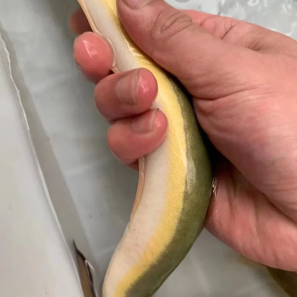 鳗鱼黄金鳗鱼黑鬼鳗鱼南美洲电鳗鱼苗活体淡水鱼观赏鱼苗活体