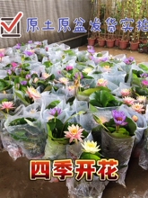 睡莲荷花莲花原土原盆带花苞成品四季开花水养池塘阳台水生植物sl