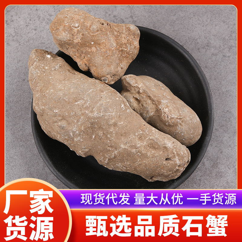 中药材 蟹化石 大石蟹 灵石蟹 石螃蟹 石蟹 现货批发 一手货源
