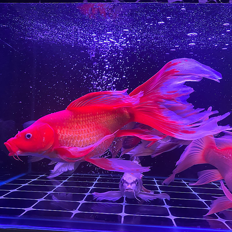 正宗中国红蝴蝶球鲤龙凤锦鲤淡水冷水鱼长凤尾鲤金鱼鱼苗包邮