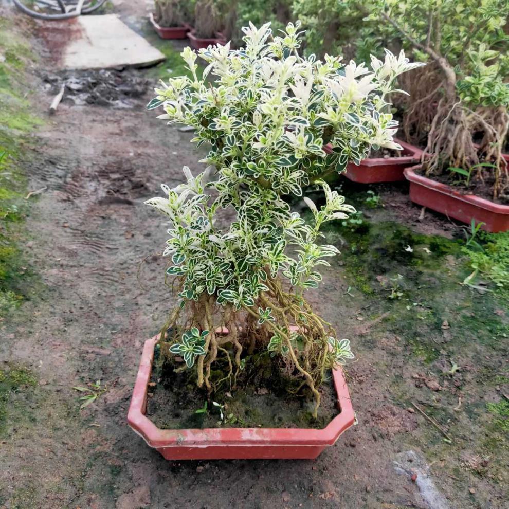 小叶福建茶开花结果小盆景附石盆景好养易活阳台小绿植