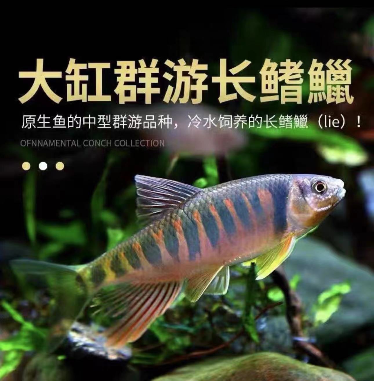 长鳍鱲宽鳍鱲马口原生溪流鱼好养耐活中型冷水观赏鱼淡水鱼桃花鱼
