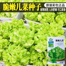 榨菜四川儿菜种籽北方榨菜青头菜腌制咸菜春夏秋冬四季播蔬菜种子