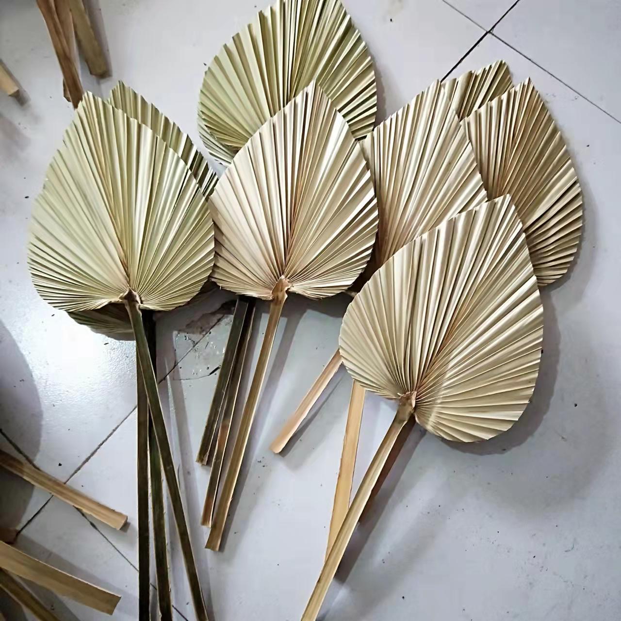 蒲扇干花家居装饰叶子葵叶棕榈插花材料干花婚礼拍摄道具