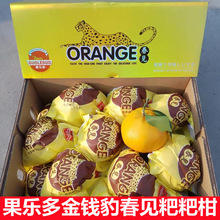果乐多金钱豹春见粑粑柑原箱礼盒9斤当季新鲜水果丑八怪橘子