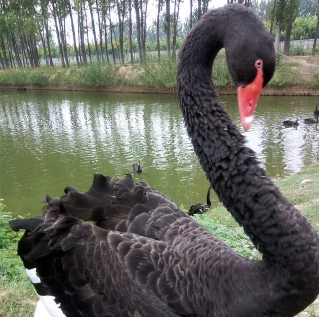黑天鹅一对成年压成鹅活体活物家养景区观赏黑天鹅出售湖养乐园小