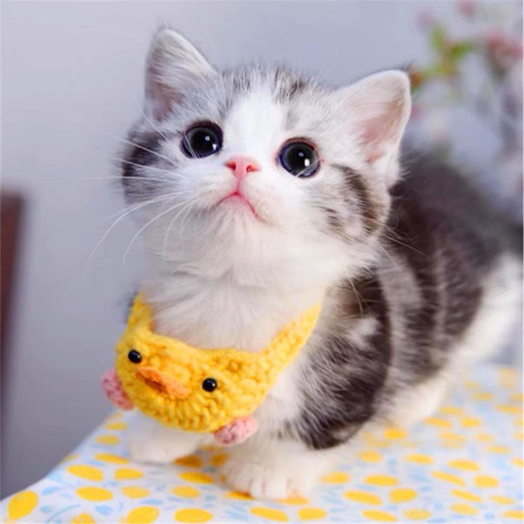 美短纯种幼猫美短小猫咪活体活物折耳猫宠物猫银渐层起司猫咪幼崽