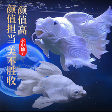观赏鱼蝴蝶鲤小鱼活体短身球体狮头贵妃锦鲤白色纯种大尾鲤鱼活体