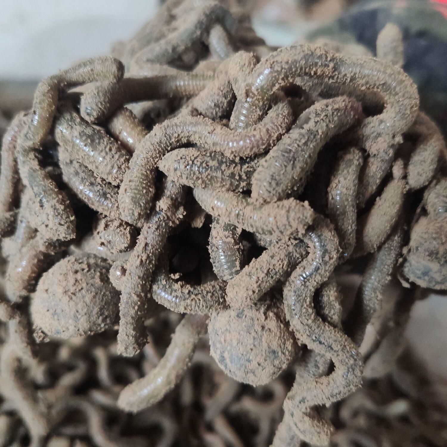 青蚯蚓大蚯蚓鲜活黑蚯蚓钓鱼鱼饵垂钓钓黄鳝活饵活体臭蚯蚓-阿里巴巴