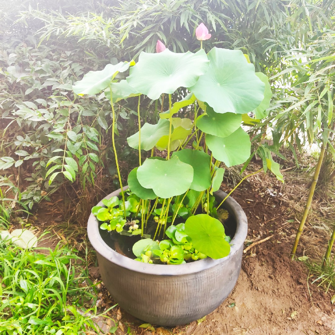 包邮老北京鱼缸盆睡莲盆无釉养金鱼庭院大型荷花缸造景瓦盆非陶瓷