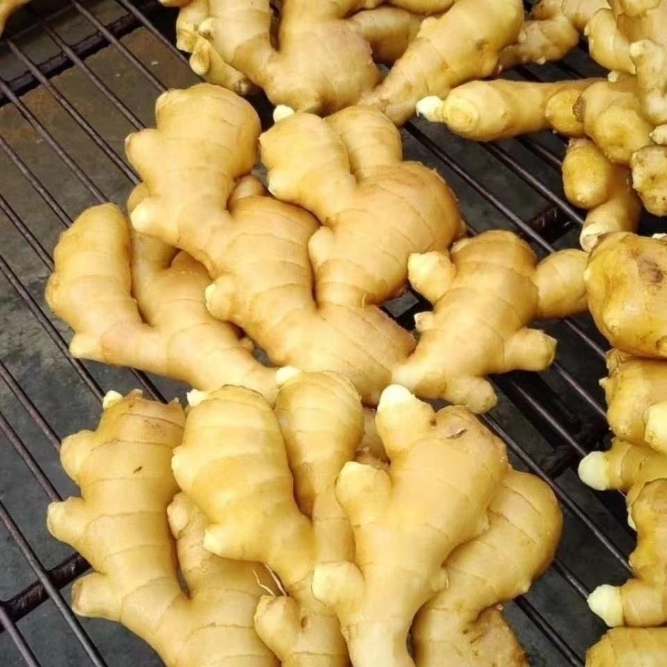 自家种生姜口感好纯有机新疆和偏远疫情地区不发货下单前联系客服